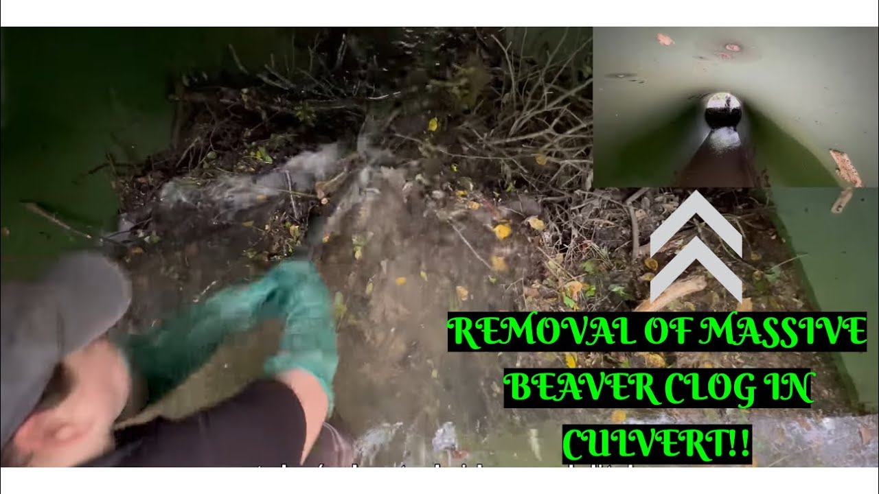 UNBLOCKING CULVERT WITH MASSIVE BEAVER BLOCKAGE!! 07/2024