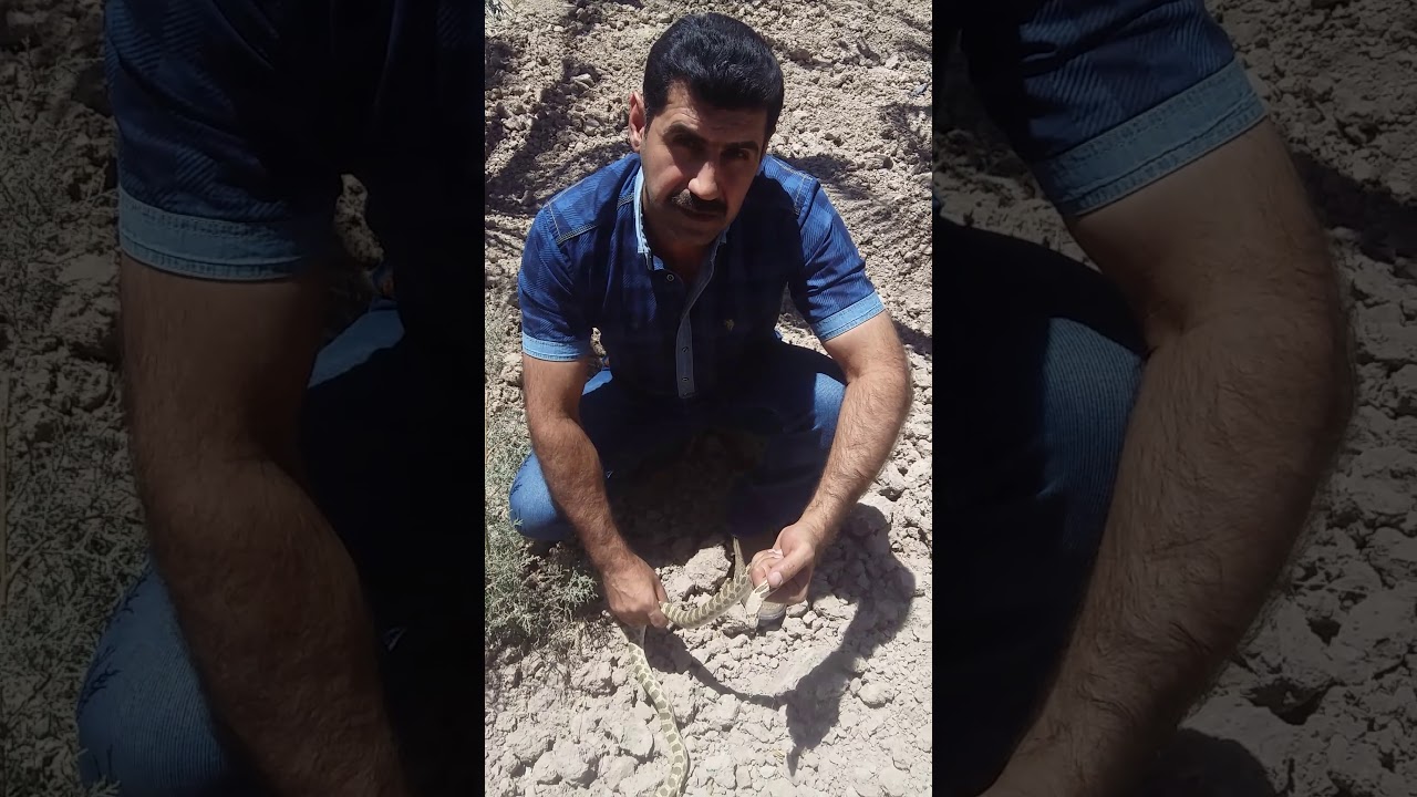 الثعبان الجملي (الثعبان الارقم )ثعبان غير سام احد اظخم الافاعي العراقية .الباحث هشام خيرالله