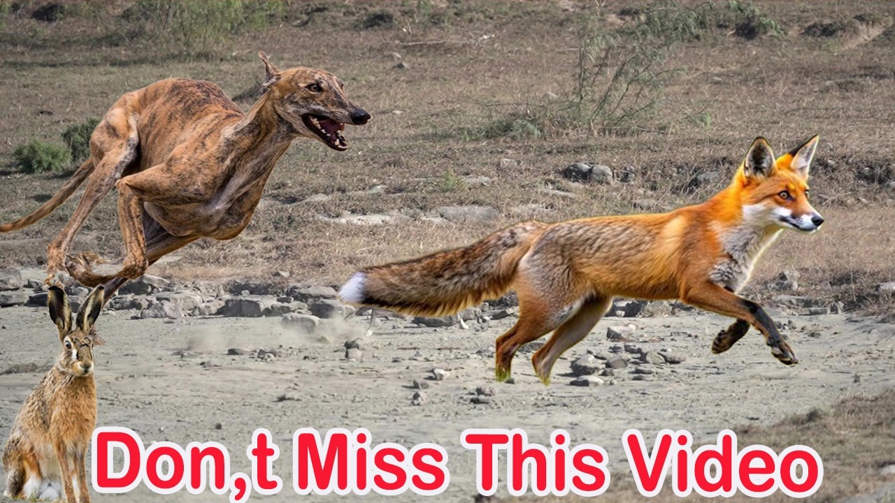 Hare Hunting With Hunting Dogs 2024  | Rabbit Hunting 2024 | Greyhound Racing Dog | High speed  Hare
