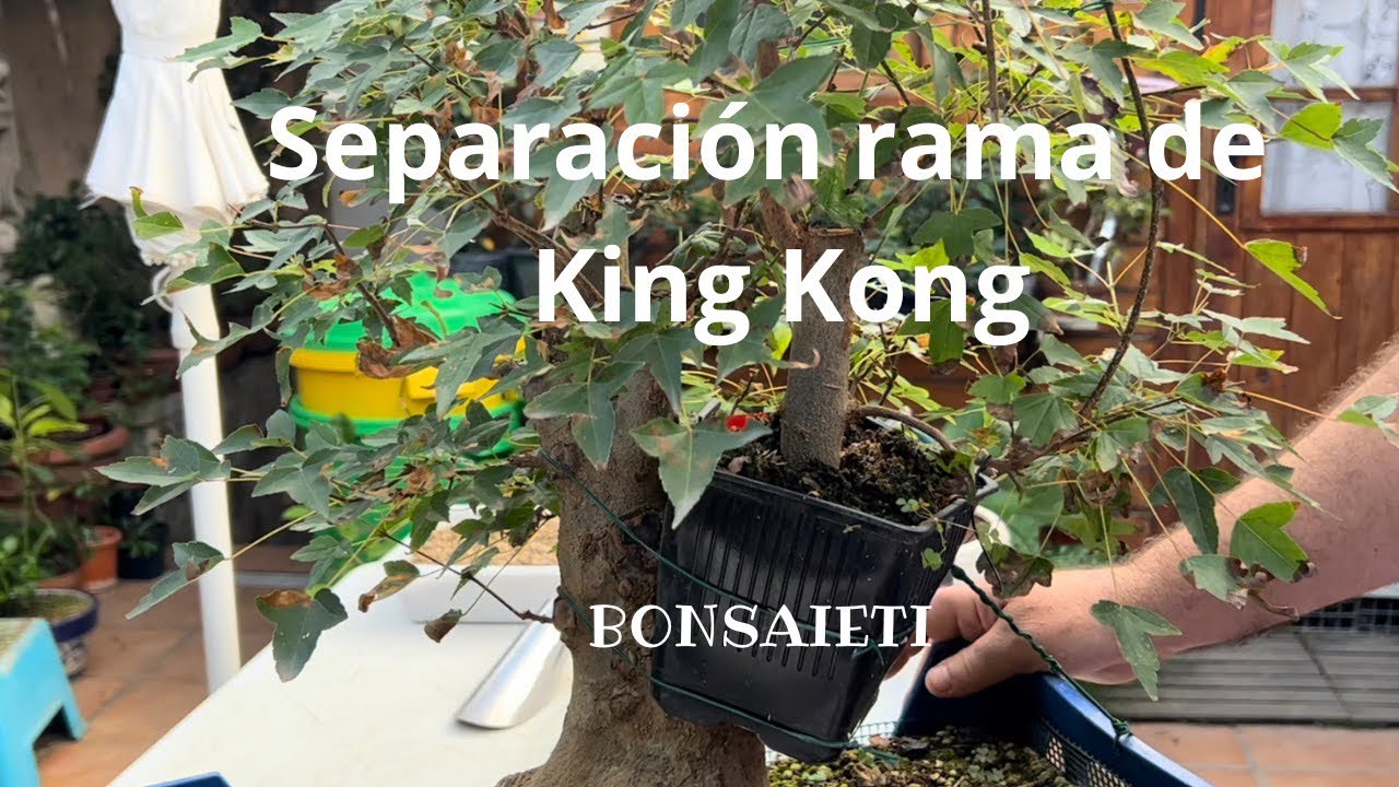 Quita Acodo en  King Kong