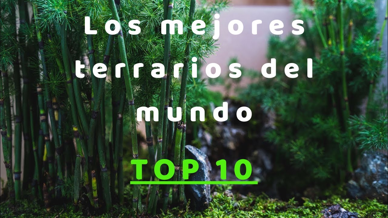 🦎 Los mejores TERRARIOS del MUNDO 🦎 [2023] 🌳 Best TERRARIUM in the world 🌳