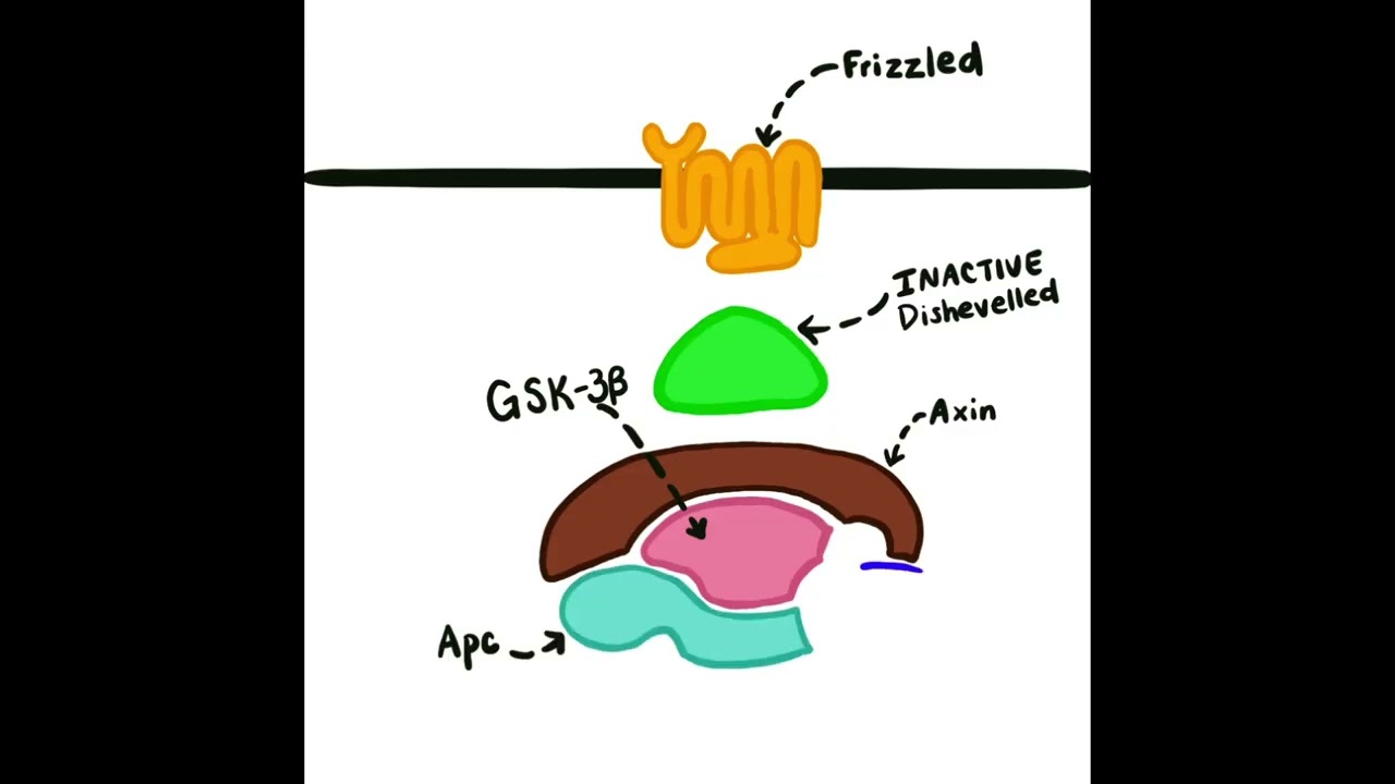 Wnt Signaling Pathway