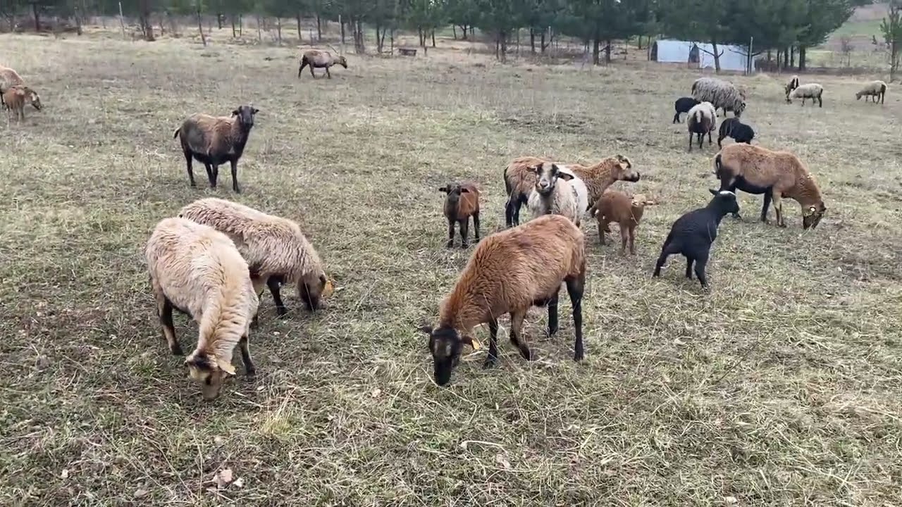 25. Jak nauczyć owce chodzić w pastuchu? Trening ogrodzeń elektrycznych.