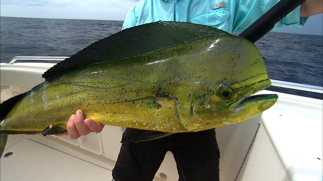 Mahi Mahi Fishing Offshore Redfish Inshore in Venice Louisiana