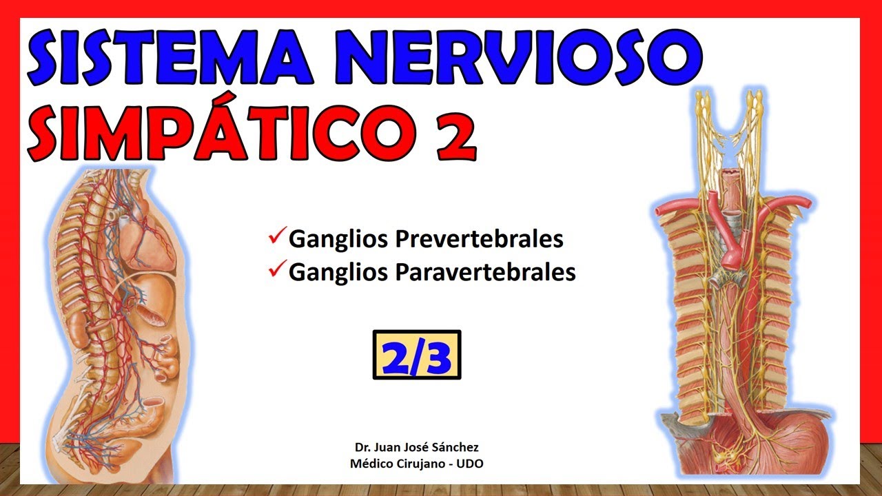 🥇 SISTEMA NERVIOSO SIMPÁTICO 2/3 - Ganglios Paravertebrales y Prevertebrales. Ramos Comunicantes