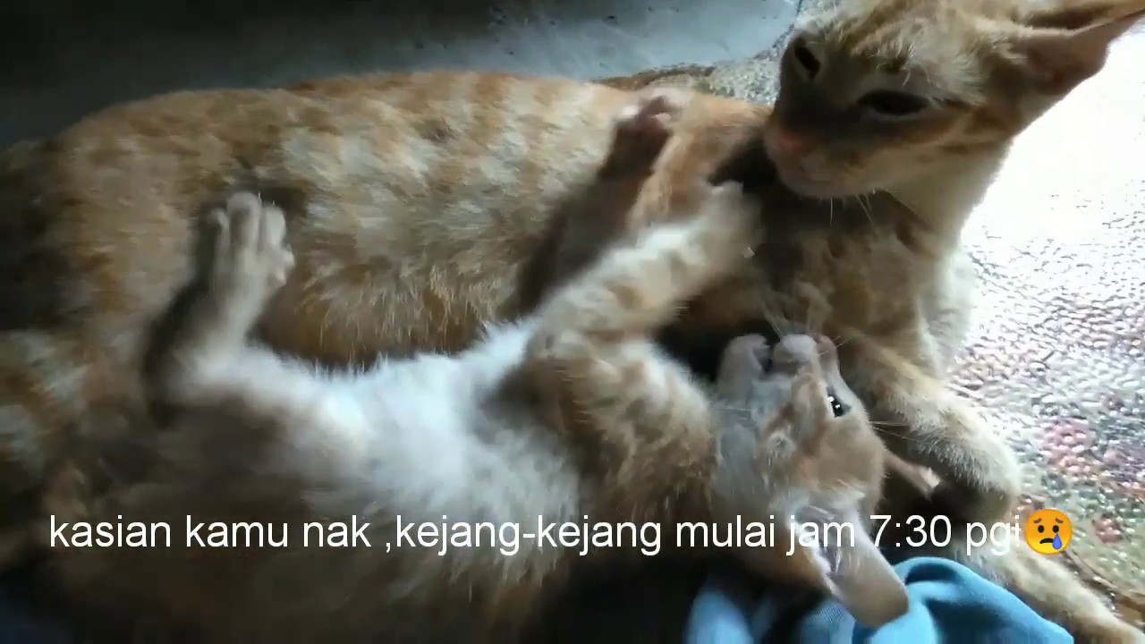 Anak kucing kejang-kejang