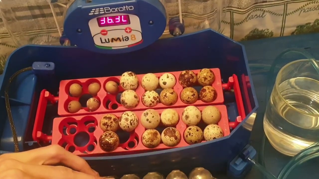 couveuse borotto lumia8