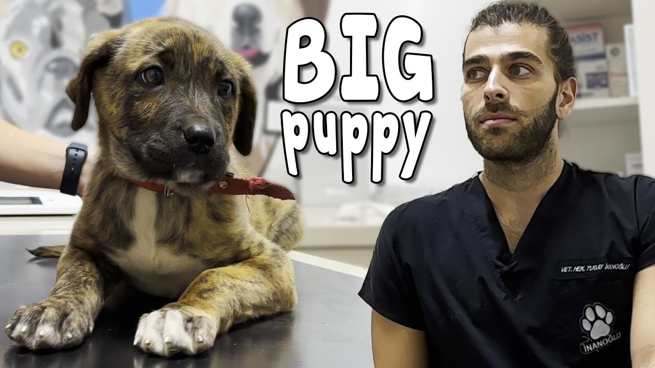 Этот щенок очень особенный! (Гибридный щенок кангала и кане корсо! )