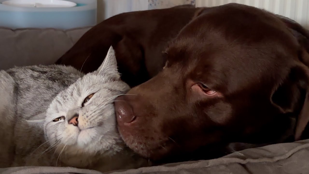 Is this is True Love Between a Cat and Dog?!