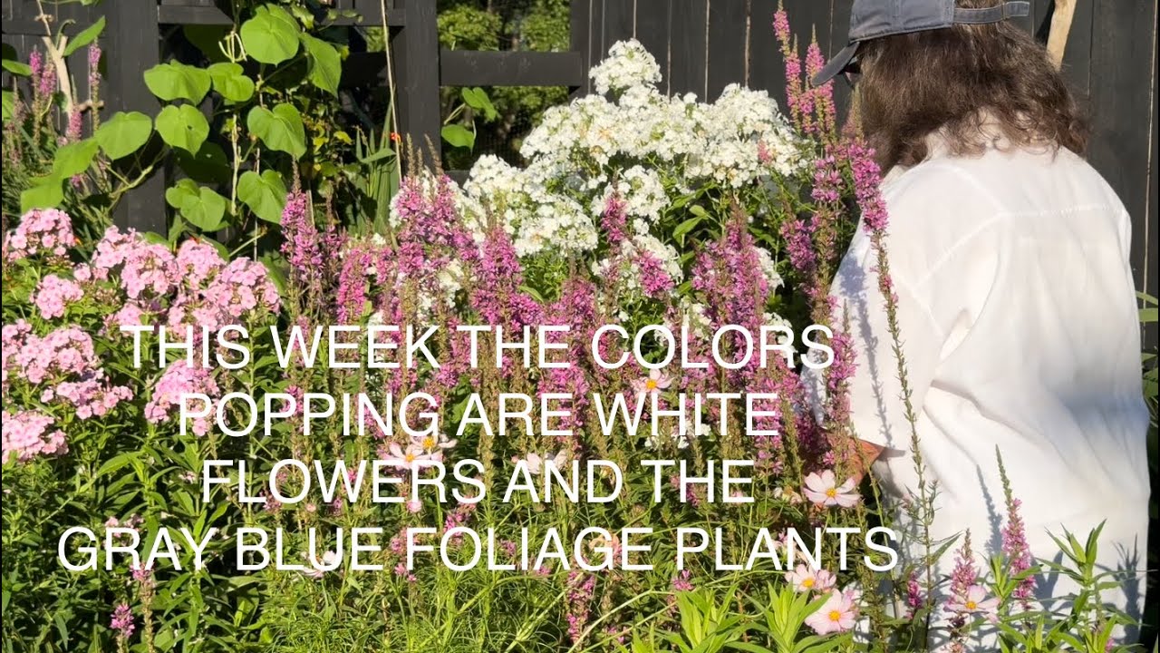 THIS WEEK THE COLORS POPPING ARE WHITE FLOWERS AND GRAY BLUE FOLIAGE PLANTS😎.