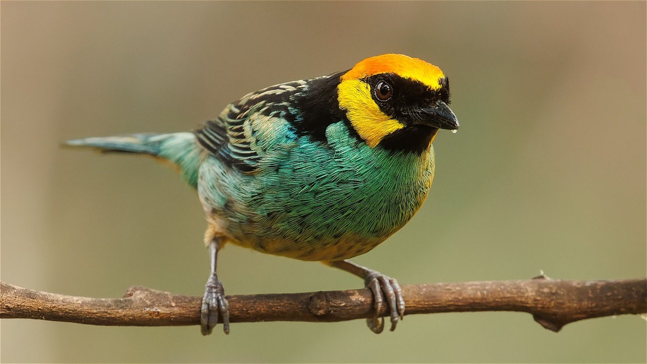 Birding in Peru part 3: Upper Manu Road