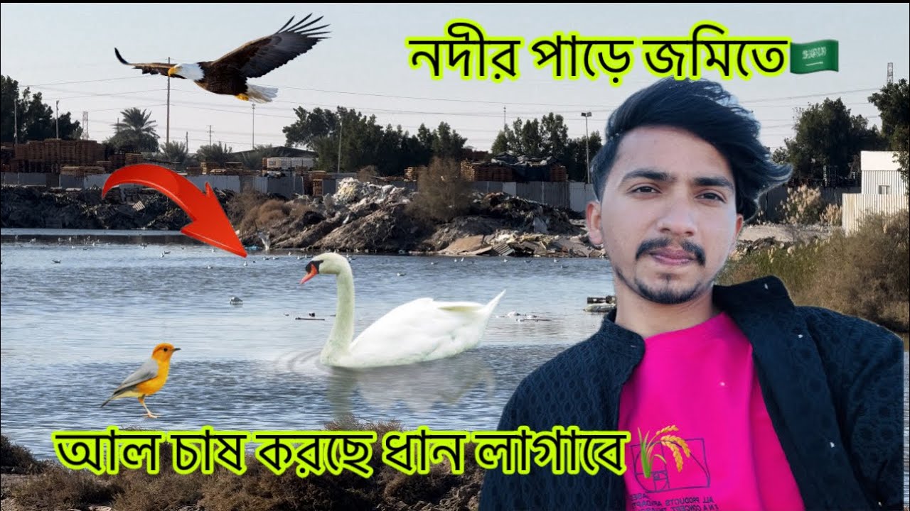 নদীর পাড়ে জমিতে আল চাষ করছে ধান লাগাবে 🇸🇦🌾