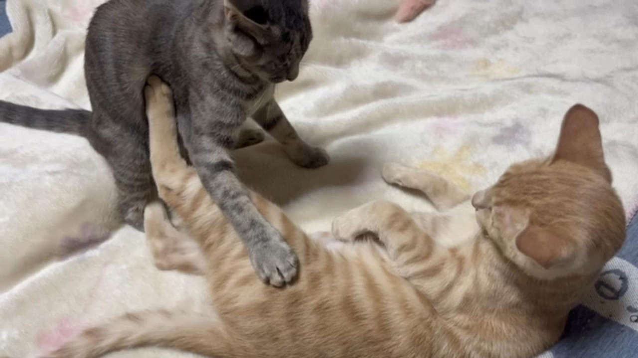 今回は花の勝ちでした