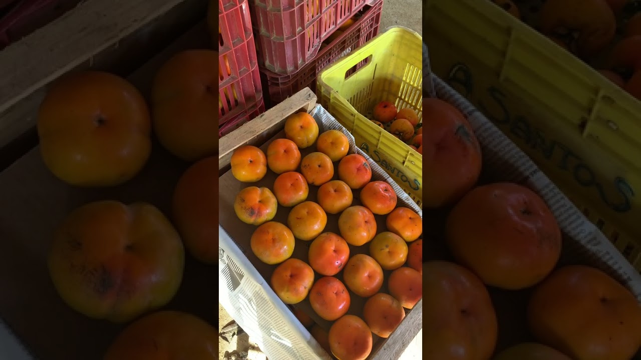 Como retirar a cica do caqui rama forte ! Da colheita até estar pronto para o consumo !