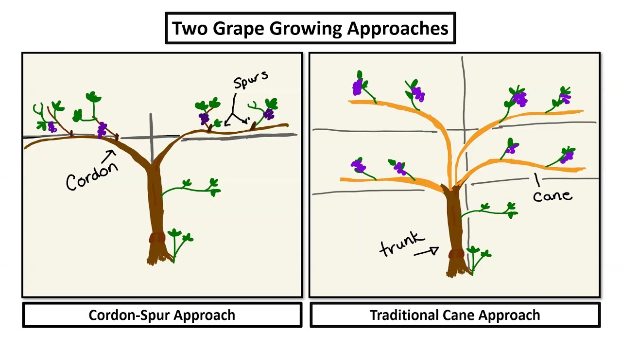 How to Grow Great Grapes