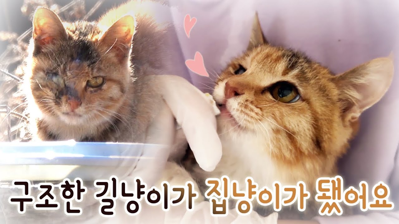구조한 길냥이가 집냥이가 됐어요