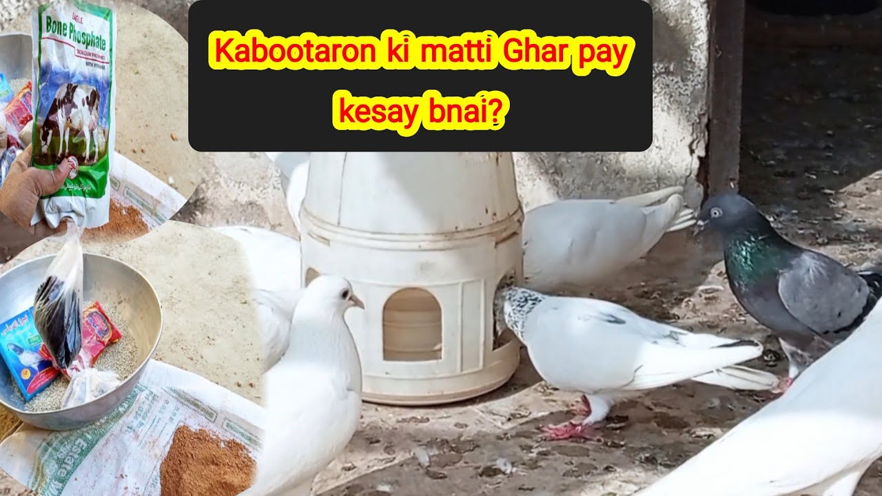 Kabootaron ki matti Ghar pay kesay bnai?? || pigeon new video