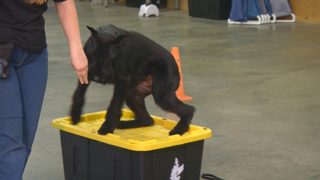 Beautiful Giant Schnauzer 