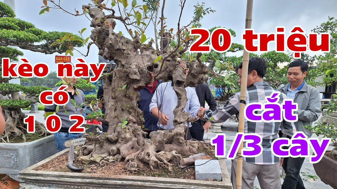 Chốt ✅ 20 triệu mua 1/ 3 cây, mua gì bán đấy - triển lãm Đền Trần 2026