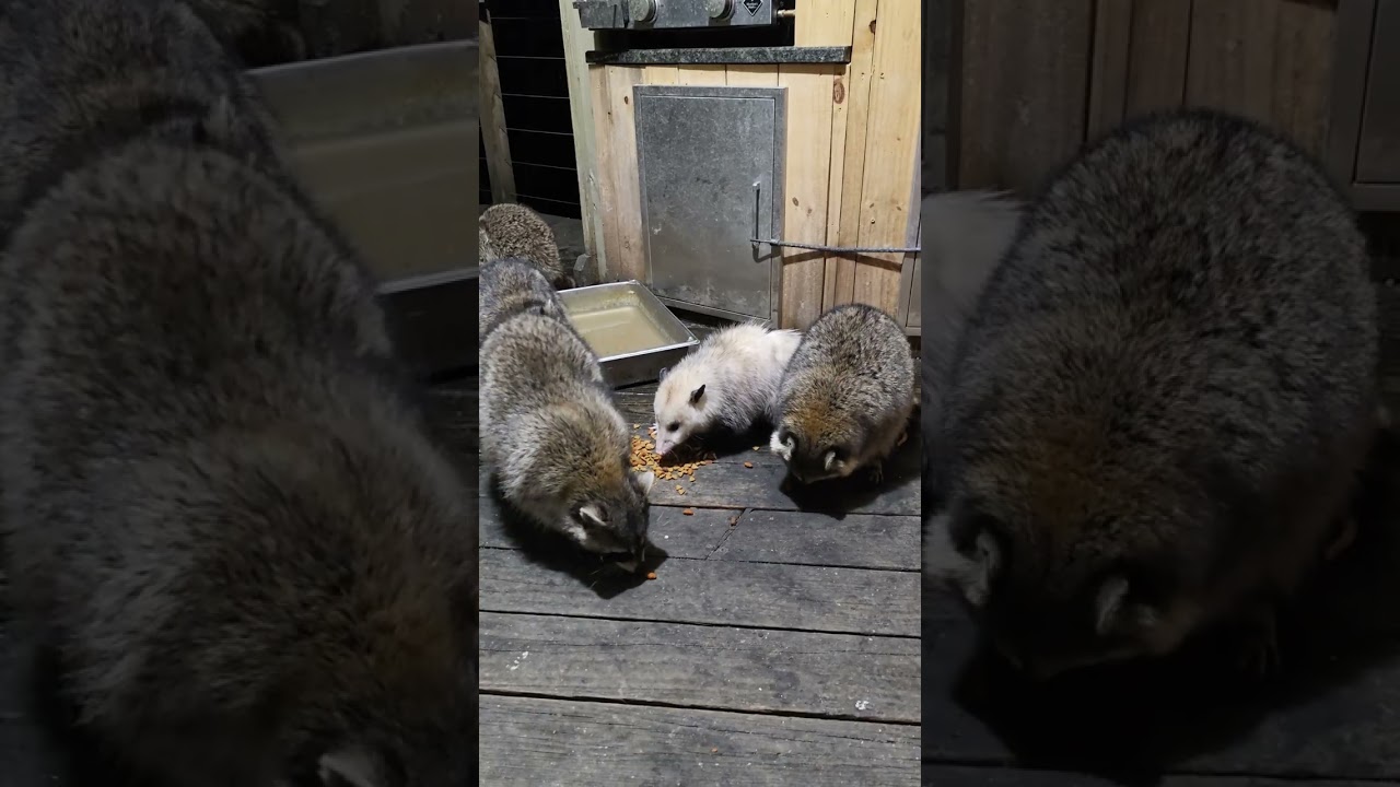 Opossum and raccoons on Saturday March 14th