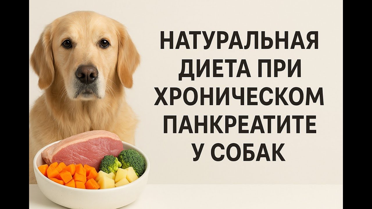Натуральная диета при хроническом панкреатите собак