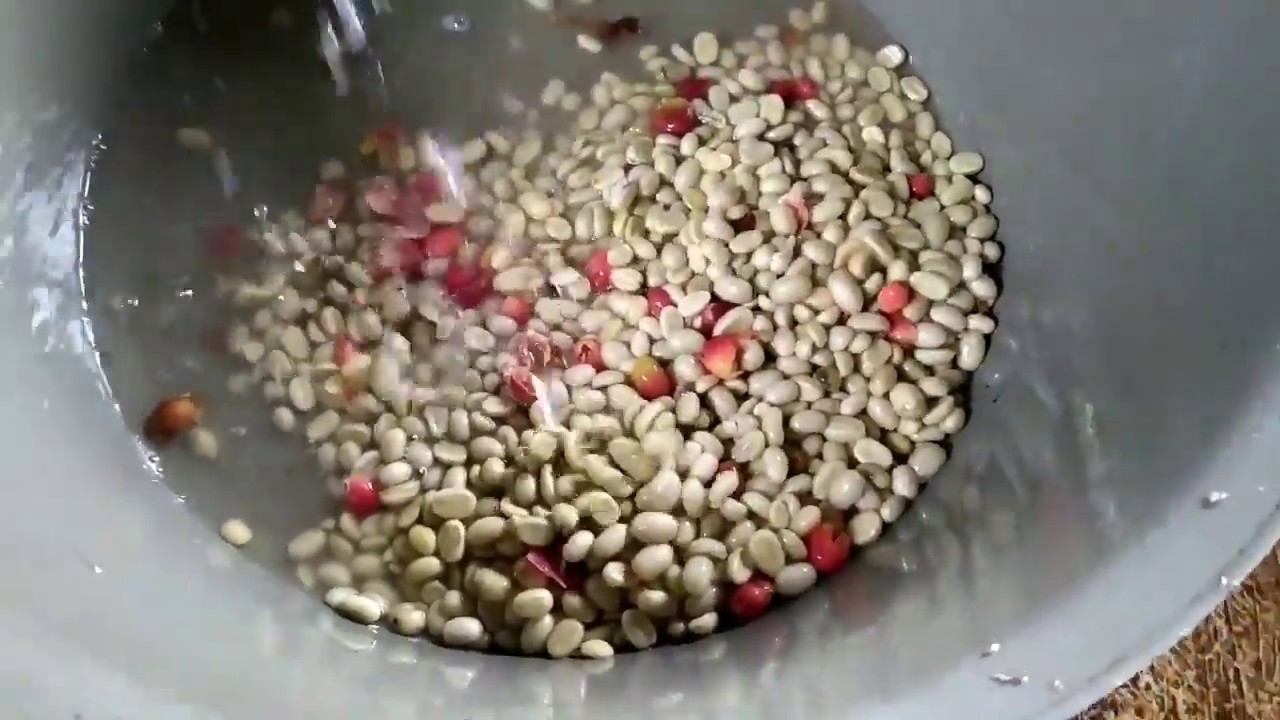 Proses pengolahan kopi arabika full wash. Kopi gunung Bismo Wonosobo