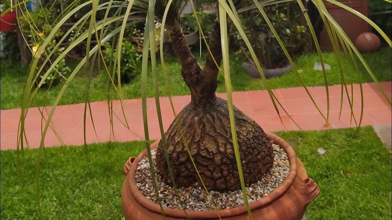 PATA DE ELEFANTE  beaucarnea recurvata (cambio de matera)
