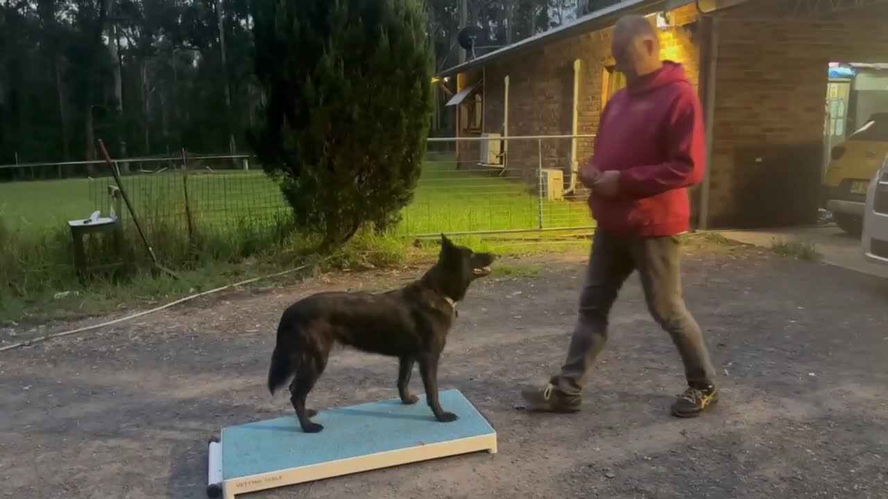 Senōrita Darkceltic Madam Firefly (Seni)