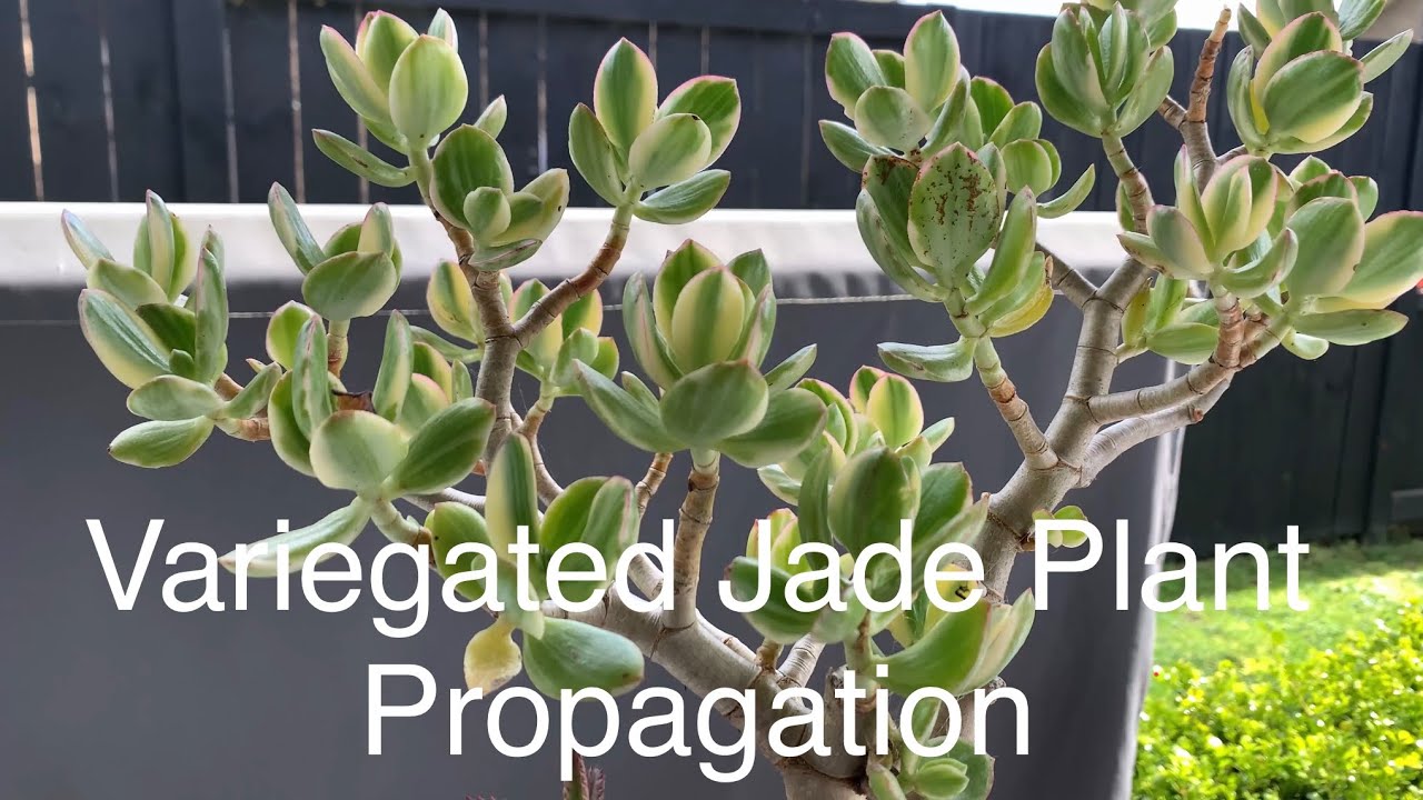 How to Propagate Variegated JADE PLANT from cutting | Crassula Ovata Tricolor