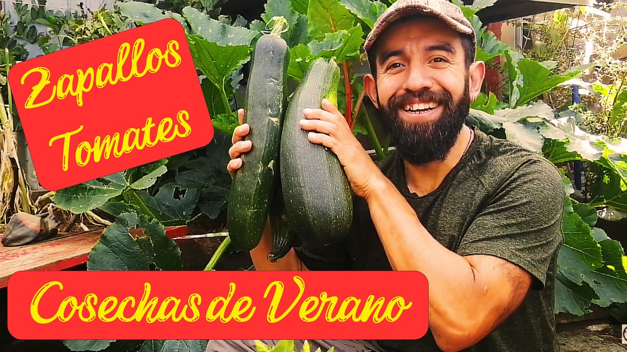 COSECHO mis primeros zapallos y así MANEJO mis tomates en verano 🥒🍅🌱☀️