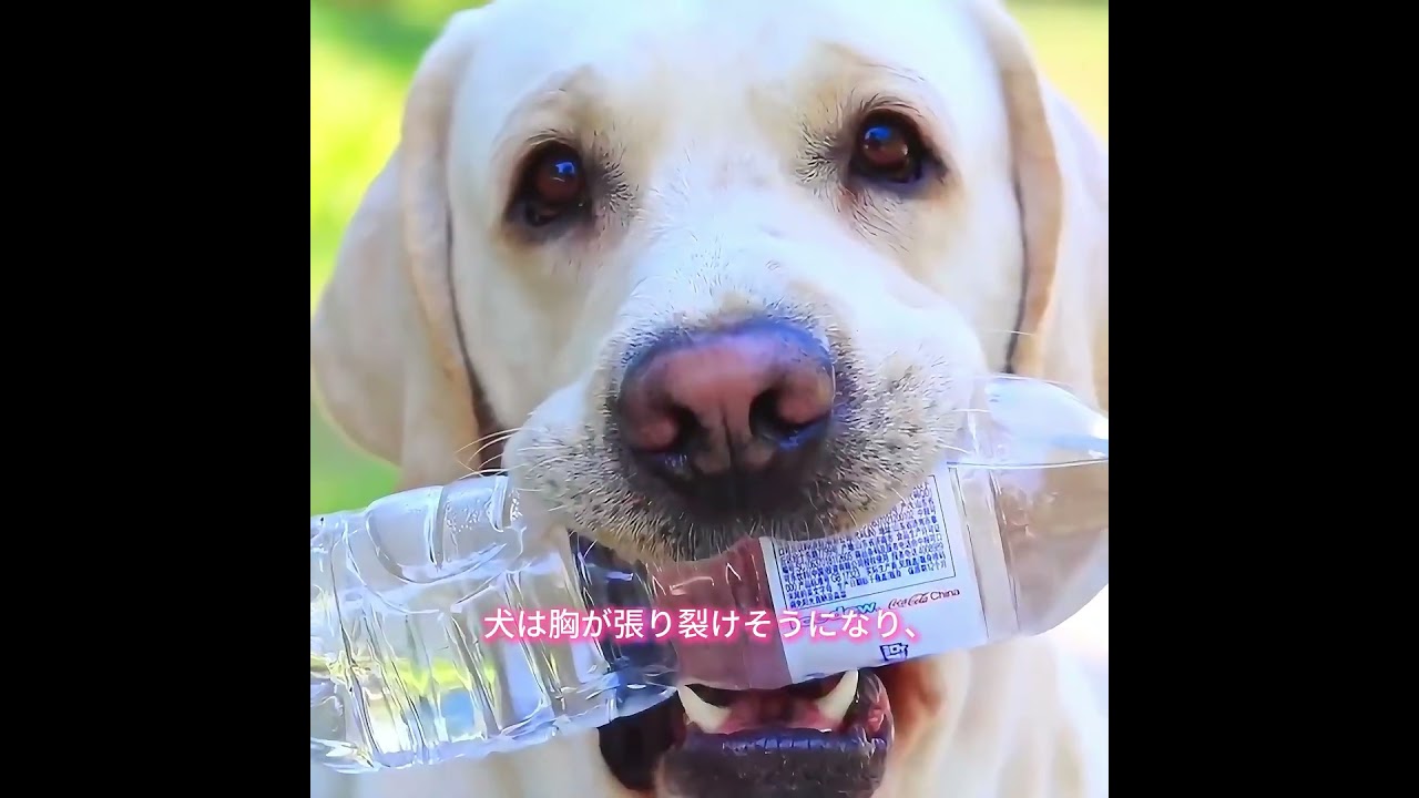 #animals #犬動画 #わんこ #いぬすたぐらむ #犬のいる暮らし #賢い犬 #忠犬 #感動犬