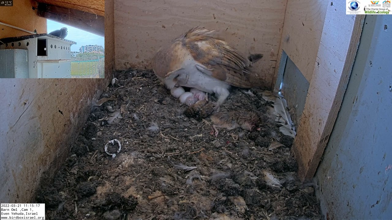 Female barn owl (Yasmin) organizes her newly hatched nestlings in Barn Owl Israel 4K Cam 1