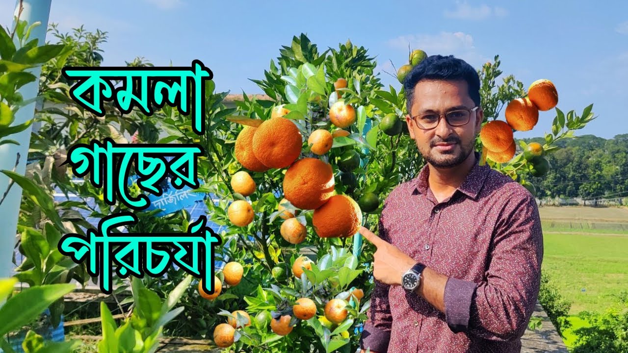 কমলা গাছের পরিচর্যা । টবে কমলা চাষ । কলমা চাষে করনীয় । Orange cultivation at rooftop garden । orange