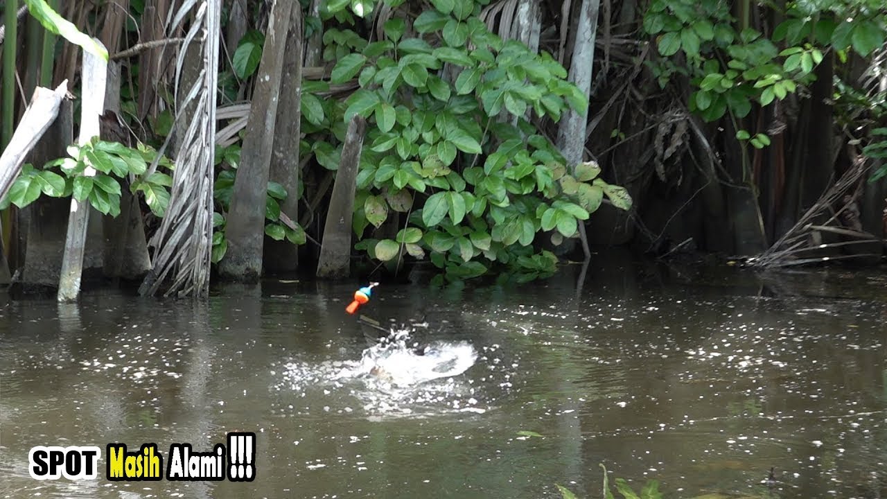 Nasib beruntung!!! Umpan pemancing diserbu ikan kelaparan #SG-457