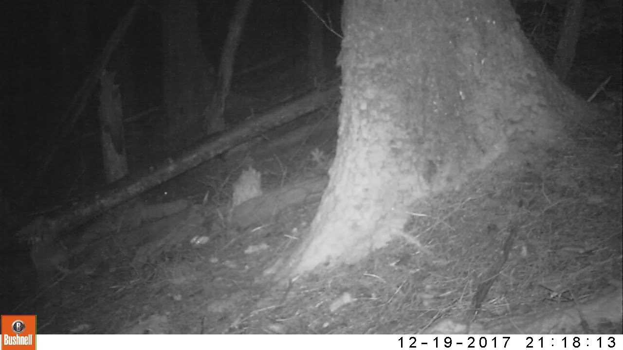 Jumbo raisins vs Woodmouse