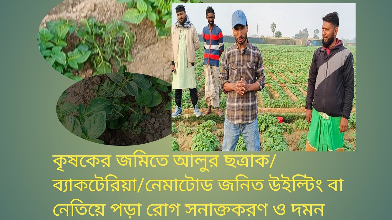 আলুর ছত্রাক/ব্যাকটেরিয়া/নেমাটোড জনিত উইল্টিং বা নেতিয়ে পড়া রোগের লক্ষণ, সনাক্তকরণ ও দমন ব্যবস্থাপনা