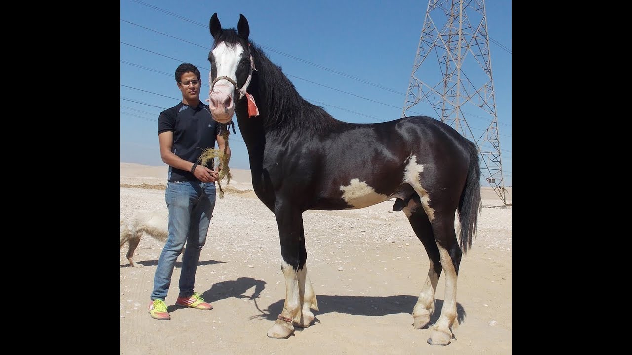 خيول ملونه للبيع فى مصر - american paint horses in Egypt - مزرعة عرابي