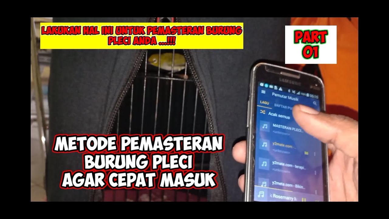 Pemasteran Burung Pleci Agar Mudah Cepat Masuk Part.01