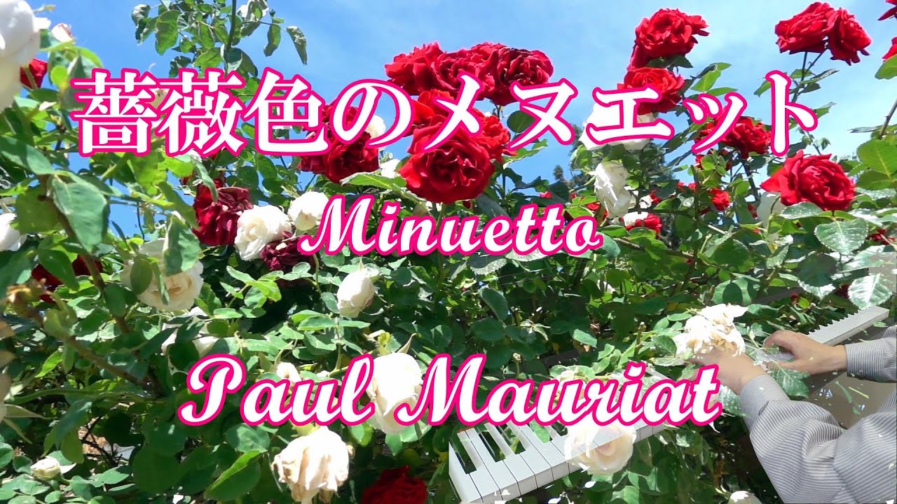 薔薇色のメヌエット Minuetto／ポール・モーリア Paul Mauriat ピアノ cover