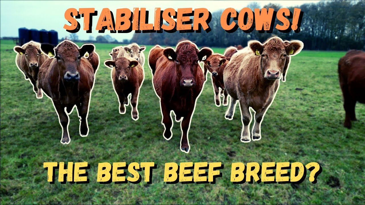 STABILISER COWS | WE BARE ALL!