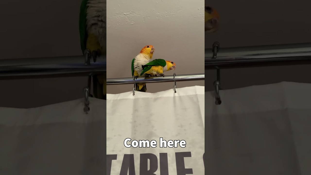 Caique's Trying to Talk? 🤯