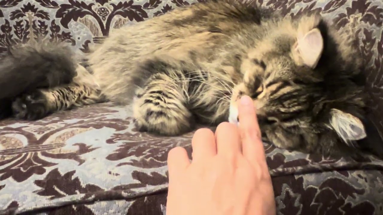 Dukie — sleeping 💤 — Maine Coon — L0001