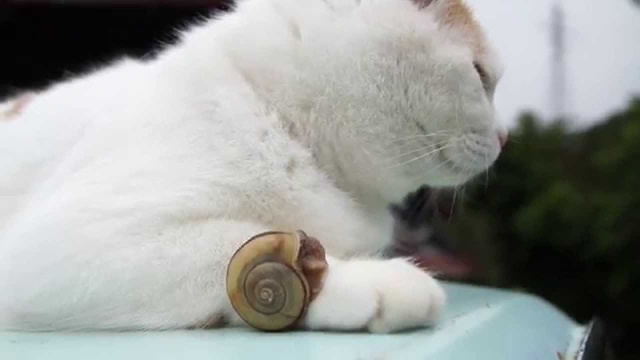 のせ猫 x かたつむり　Cat and snail
