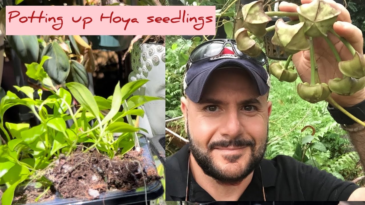 POTTING UP HOYA SEEDLINGS AND FLORIDA GARDEN WALK