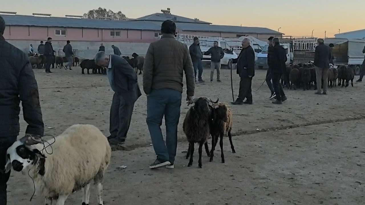 IĞDIR KOYUN PAZARINDA SON DURUM.
