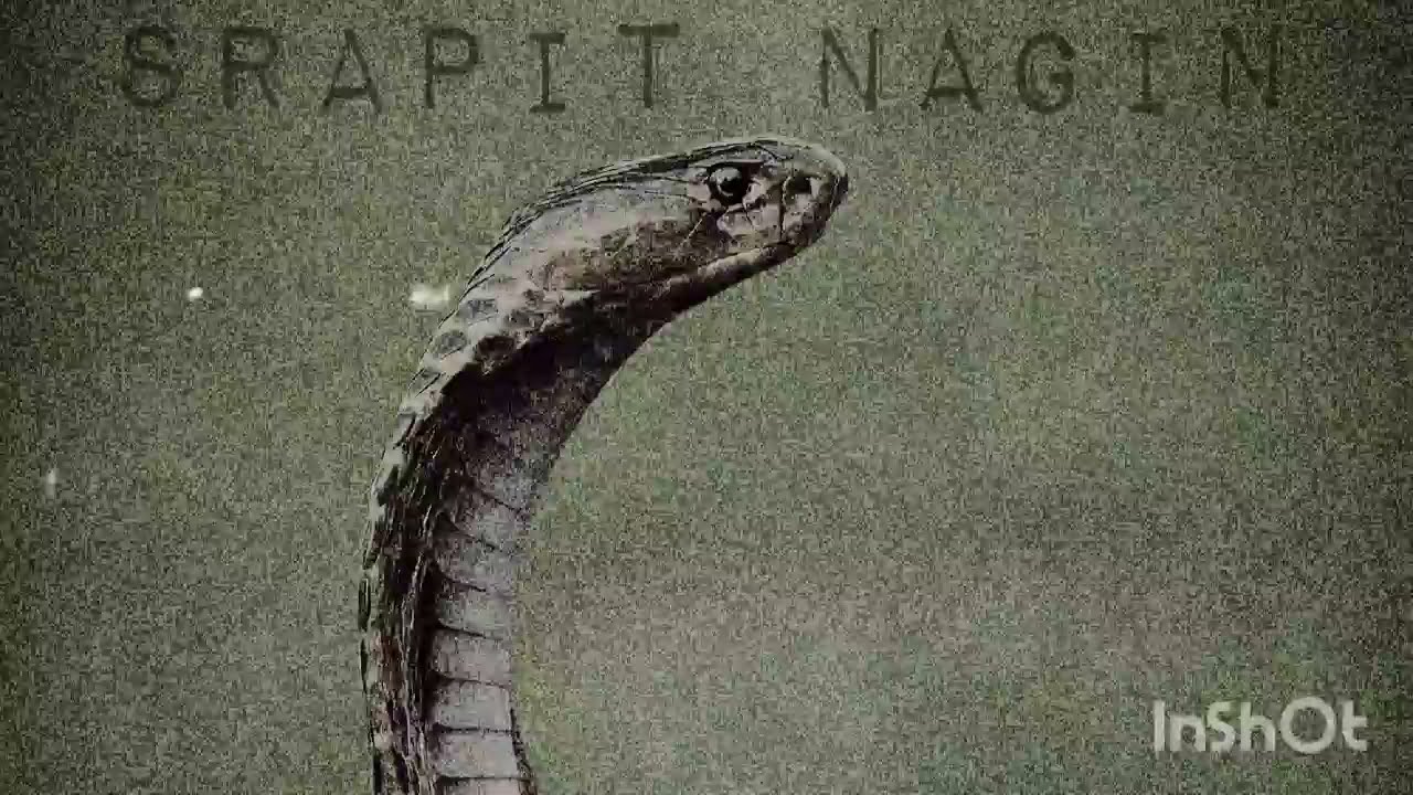 PUSIC - SRAPIT NAGIN (OFFICIAL MUSIC VIDEO)