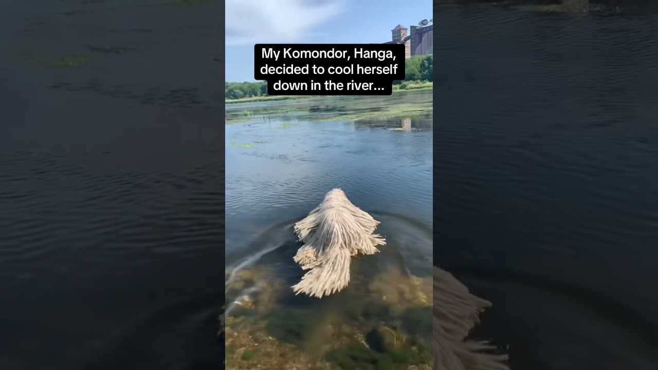 Dogs love water #dog #funnyvideo #pet