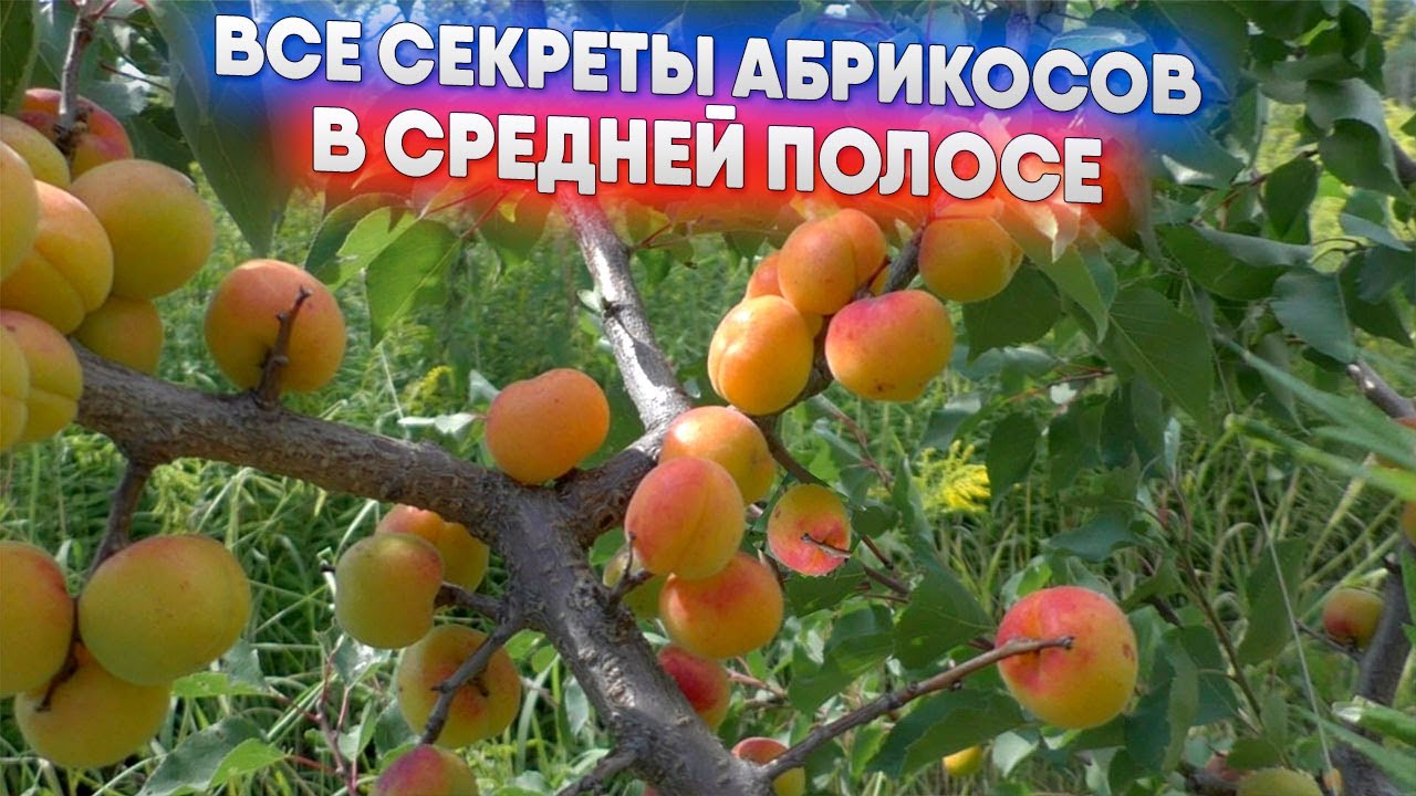 Все секреты абрикосов в средней полосе
