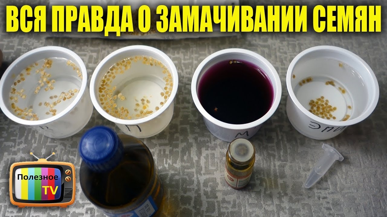 ВЫ ОБАЛДЕЕТЕ ОТ РЕЗУЛЬТАТА ЗАМАЧИВАНИЯ СЕМЯН В ЭПИНЕ, ПЕРЕКИСИ, МАРГАНЦОВКЕ И ВОДЕ
