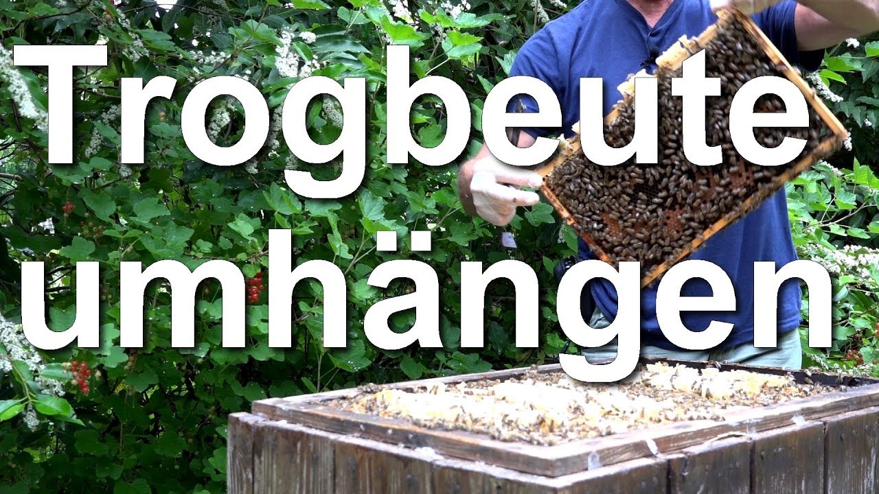 Bienenvolk aus der Trogbeute umhängen in die Segeberger Beute